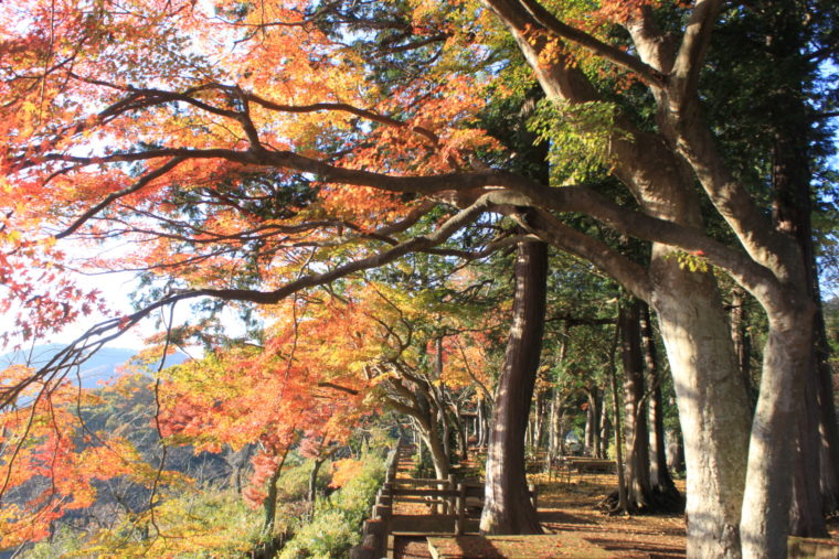 (太平山)紅葉 (3)