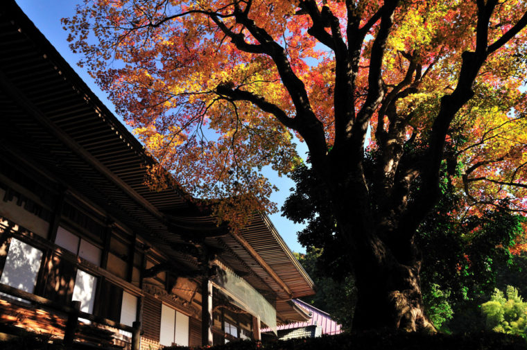 大中寺　秋