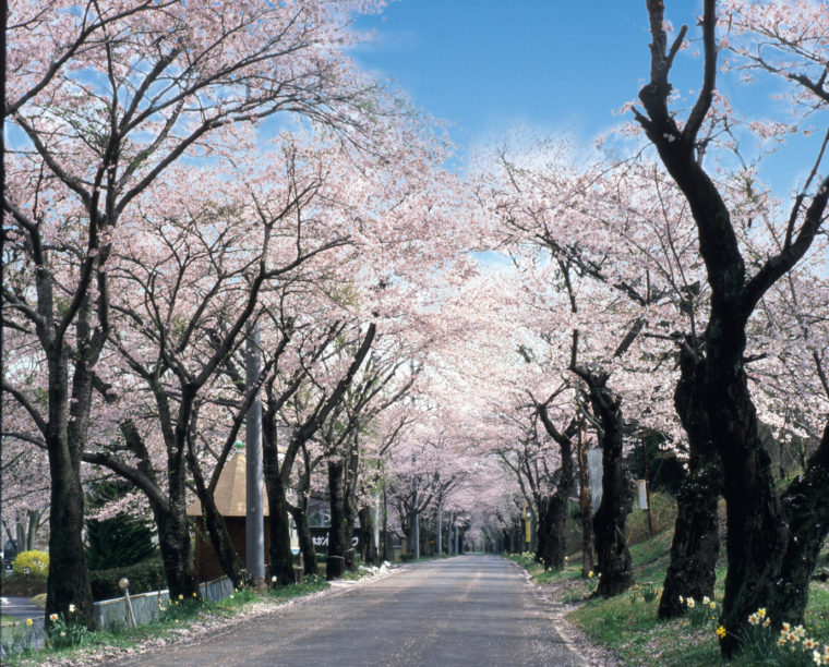 sakura_tunnel