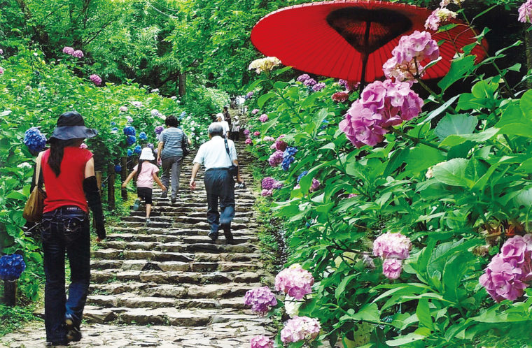 とちぎあじさいまつり 栃木市観光協会