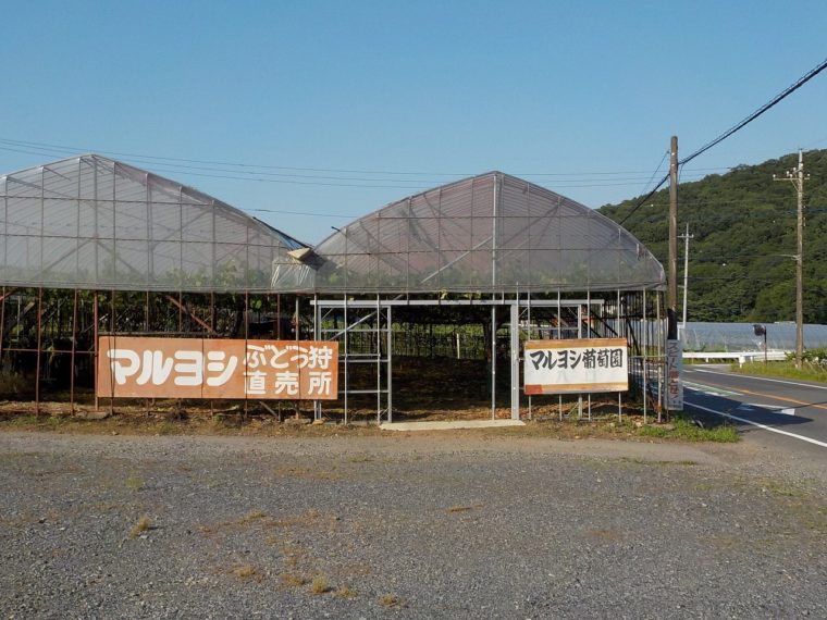 102DSCN5797　　１０２マルヨシぶどう園