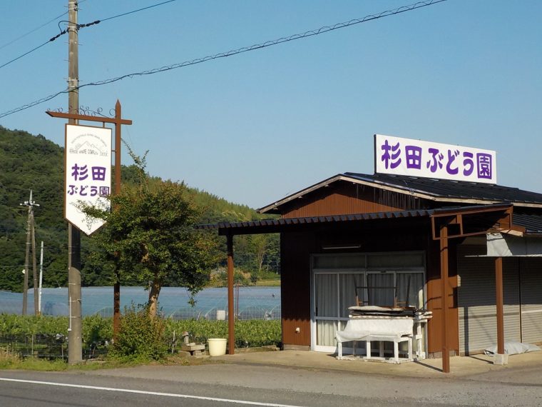 103DSCN5798　　１０３杉田ぶどう園②