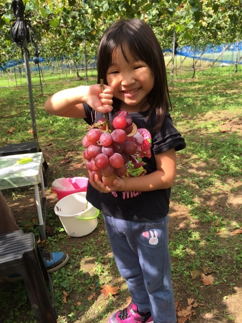 猿山恒夫ぶどう園③